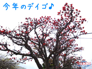 2012デイゴの花★.jpg