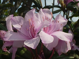 聖紫花